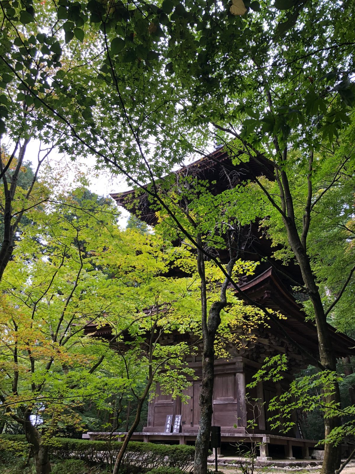 湖東三山の一つ金剛輪寺。こちらの紅葉もまだまだこれからという感じ。ここは初...
