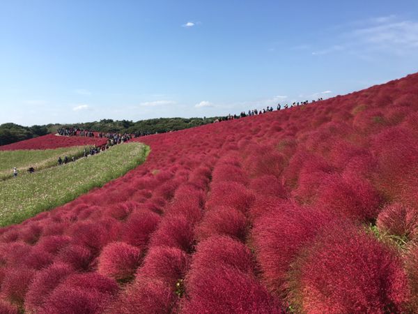 日本・国営ひたち海浜公園「茨城・真っ赤なコキアに魅せられた」の写真：どこまでも紅い！
