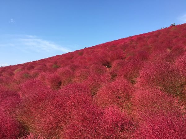 日本・国営ひたち海浜公園「茨城・真っ赤なコキアに魅せられた」の写真