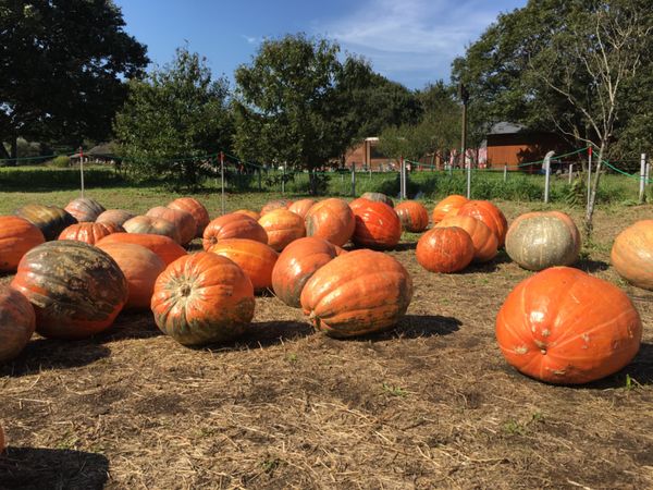 日本・国営ひたち海浜公園「茨城・真っ赤なコキアに魅せられた」の写真