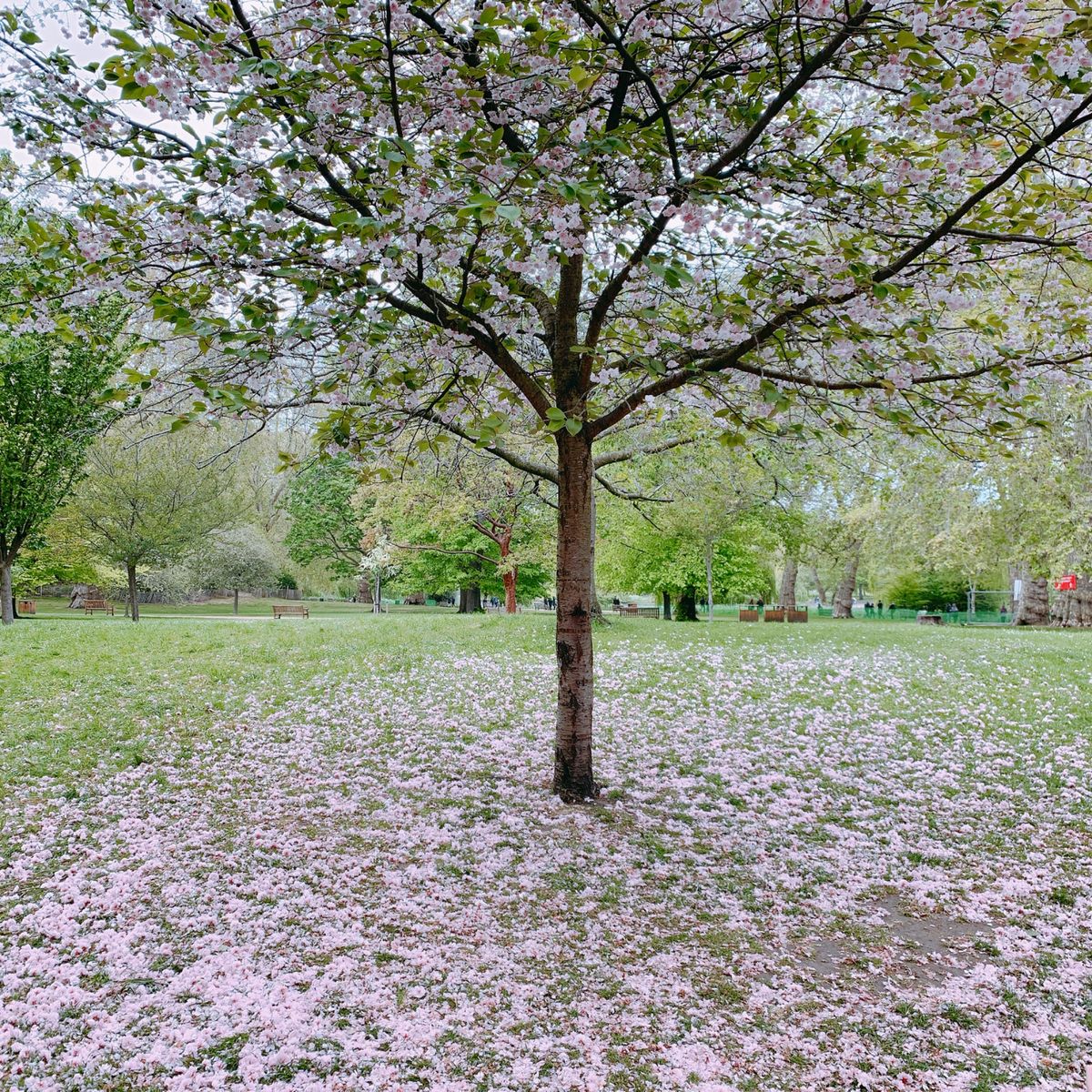 ヴェルサイユ宮殿の近くのcafe💌と、Harrods🐻