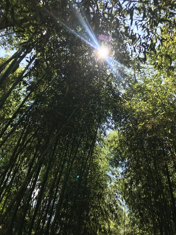 日本・金閣寺　嵐山　祇園　宇治「京都弾丸旅行」の写真：嵐山、平等院、中村藤吉本店、伏見稲荷
色...