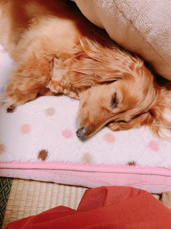 イギリス(英国)・ロンドン「ロンドン🚌💕」の写真：ももの顔見てホッとしておしまい😊ただいまぁ