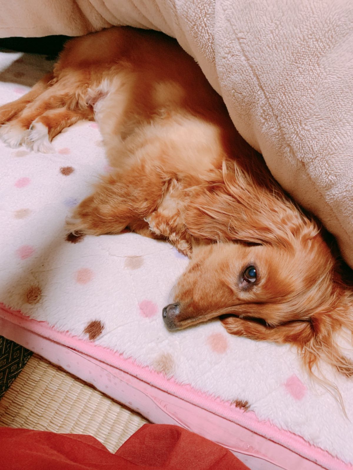 ももの顔見てホッとしておしまい😊ただいまぁ