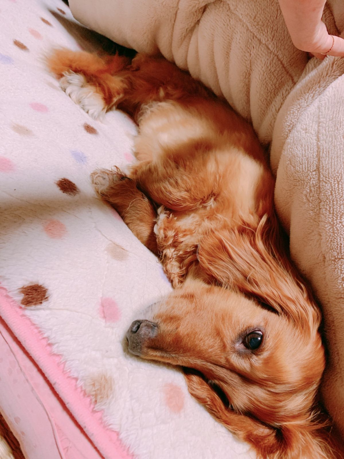 ももの顔見てホッとしておしまい😊ただいまぁ