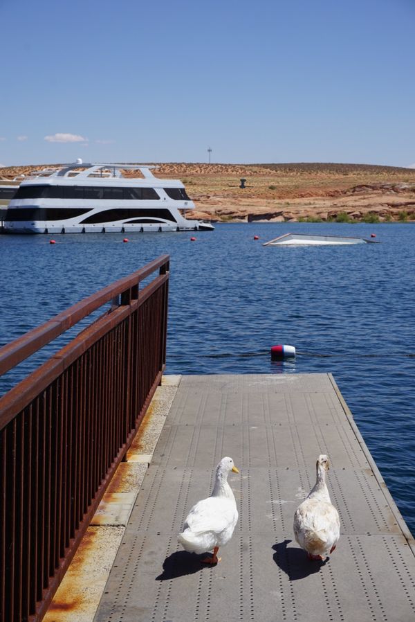 アメリカ(米国)・モニュメントバレー、ロウワーアンテロープキャニオン、ホースシューベント、グランドキャニオン、レイクパウエル、エレファントフィート「ロードトリップ！グランドサークルを巡る旅！」の写真：レイクパウエル！