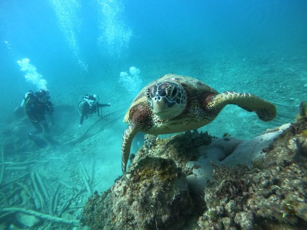 北マリアナ諸島・サイパン「Saipan」の写真：ラウラウビーチのウミガメちゃん♡
アジ...