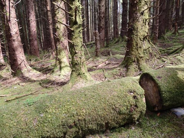 イギリス(英国)・スコットランド「Scotland」の写真:2nd day at Scotland