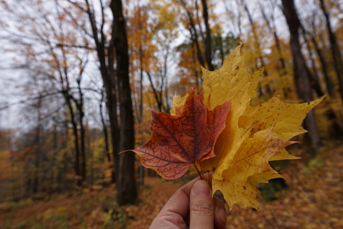 オカ公園
よく見るとシマリス🐿がいます