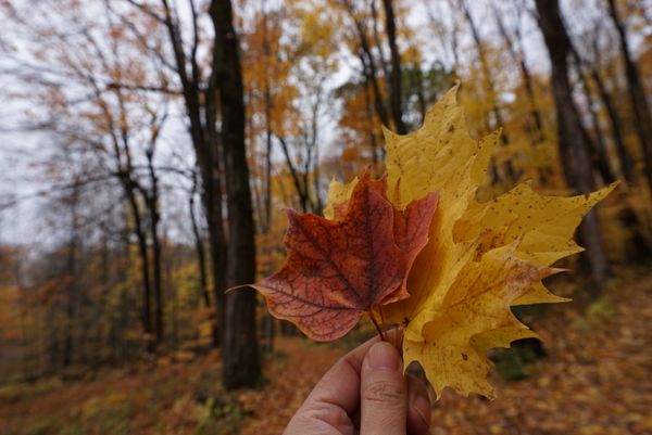 カナダ・ケベック　モントリオール　ナイアガラ「カナダ東部旅行」の写真：オカ公園
よく見るとシマリス🐿がいます