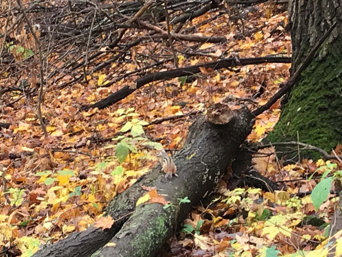 オカ公園
よく見るとシマリス🐿がいます