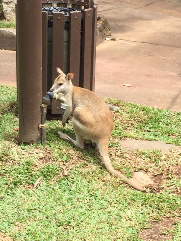 オーストラリア連邦・ケアンズ「初海外旅行!1人旅〜ケアンズ 〜」の写真:動物園内にカンガルーが放し飼い!触れます...