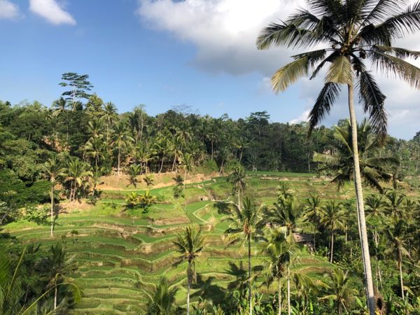 インドネシア・バリ島「バリ島 」の写真