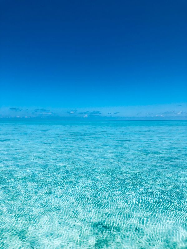 パラオ「パラオ」の写真