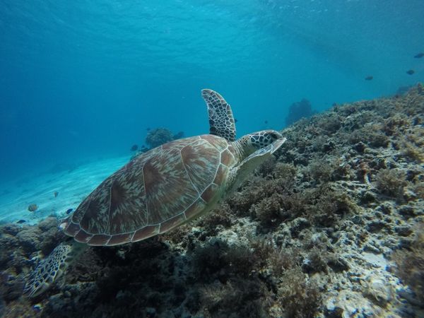 インドネシア「ギリ島　バリ島　インドネシア」の写真