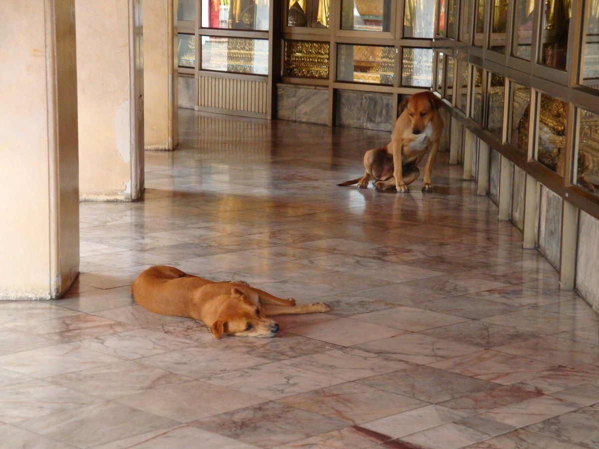 WAT SNGHATHAN
ワットポーとかある側から船で対岸に渡った側にあ...