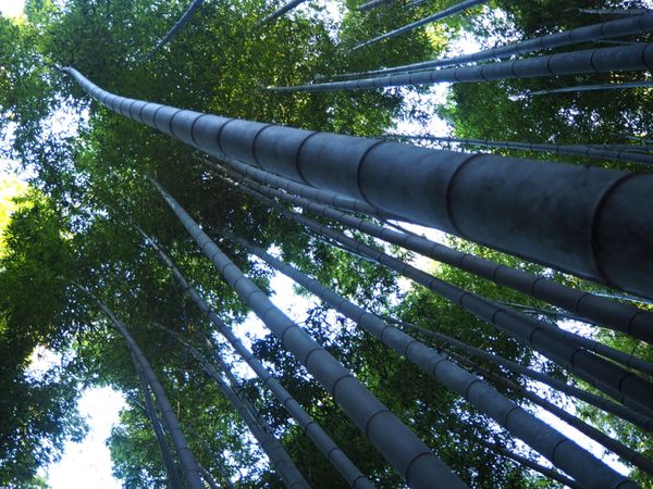 日本・兵庫県「そうだ、竹田城跡の雲海を見に行こう」の写真:竹林の小径を歩く。