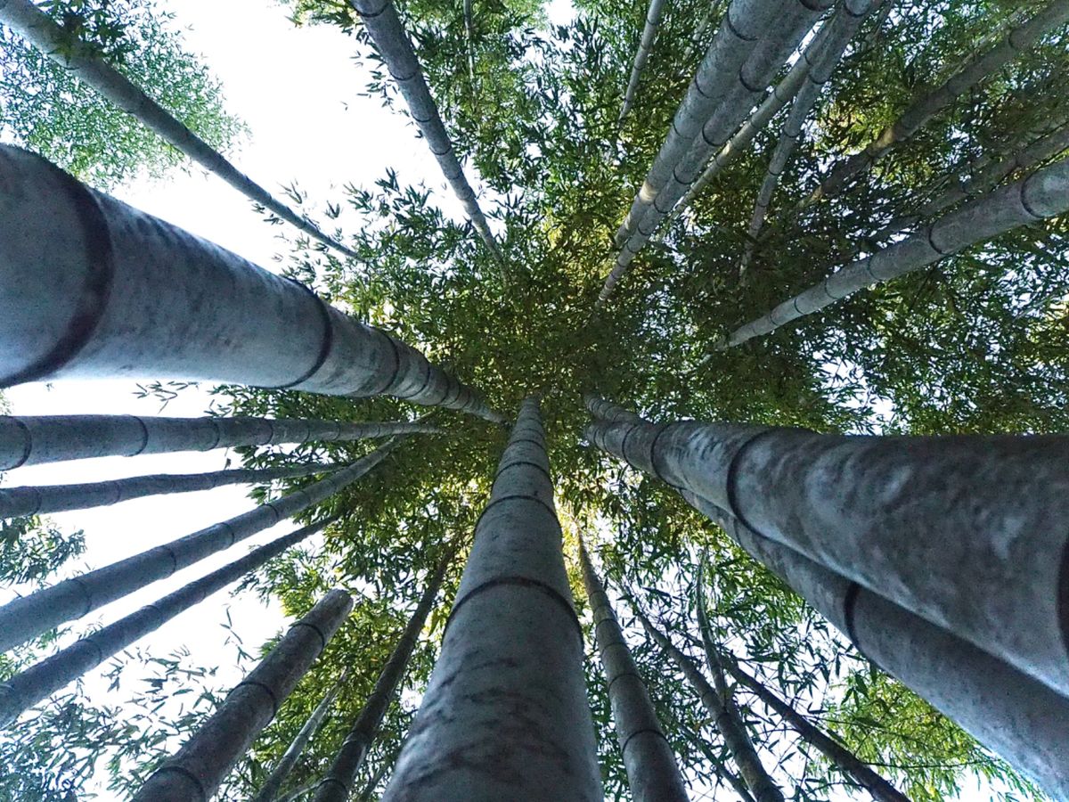 竹林の小径を歩く。
