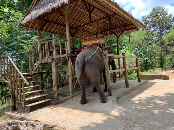 インドネシア・スミニャック、ウブド、ライステラス、ホテルリゾート、エレファントライド「2019 母娘初二人旅  バリ島」の写真：像にも乗りました🐘   乗った後にゾウさ...