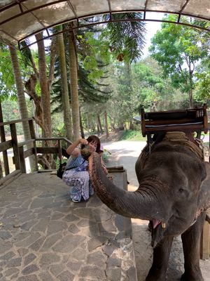 像にも乗りました🐘   乗った後にゾウさんに餌やりも出来ました。