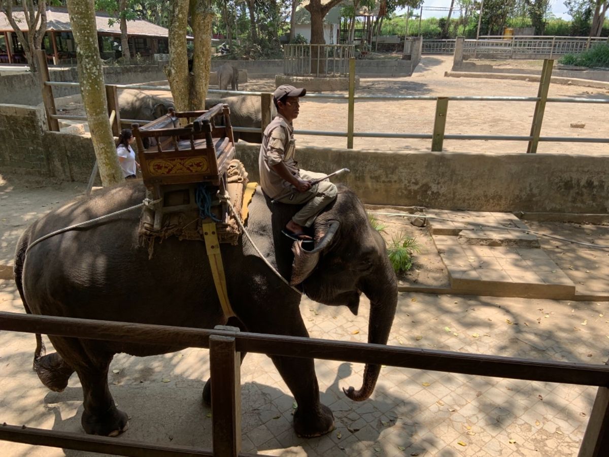像にも乗りました🐘   乗った後にゾウさんに餌やりも出来ました。