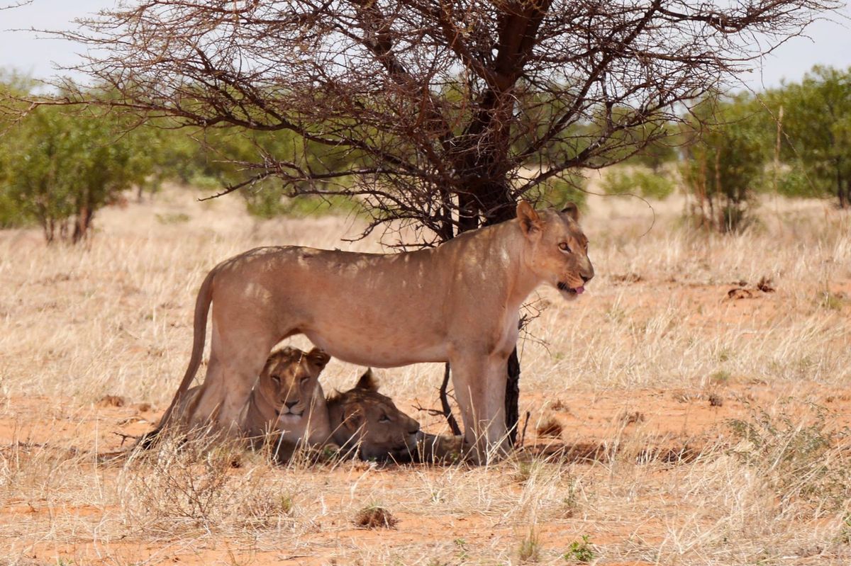 ナミビア北部のエトーシャー国立公園。
レンタカーを運転しながら野生動物を見...