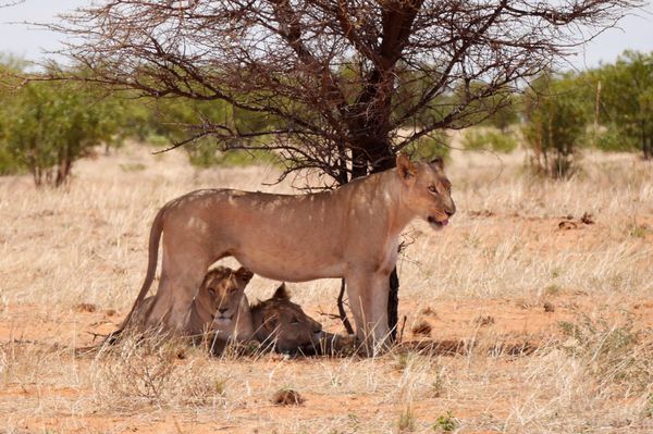 ナミビア・Windhoek「南部アフリカ旅(ナミビア)」の写真：ナミビア北部のエトーシャー国立公園。
レ...