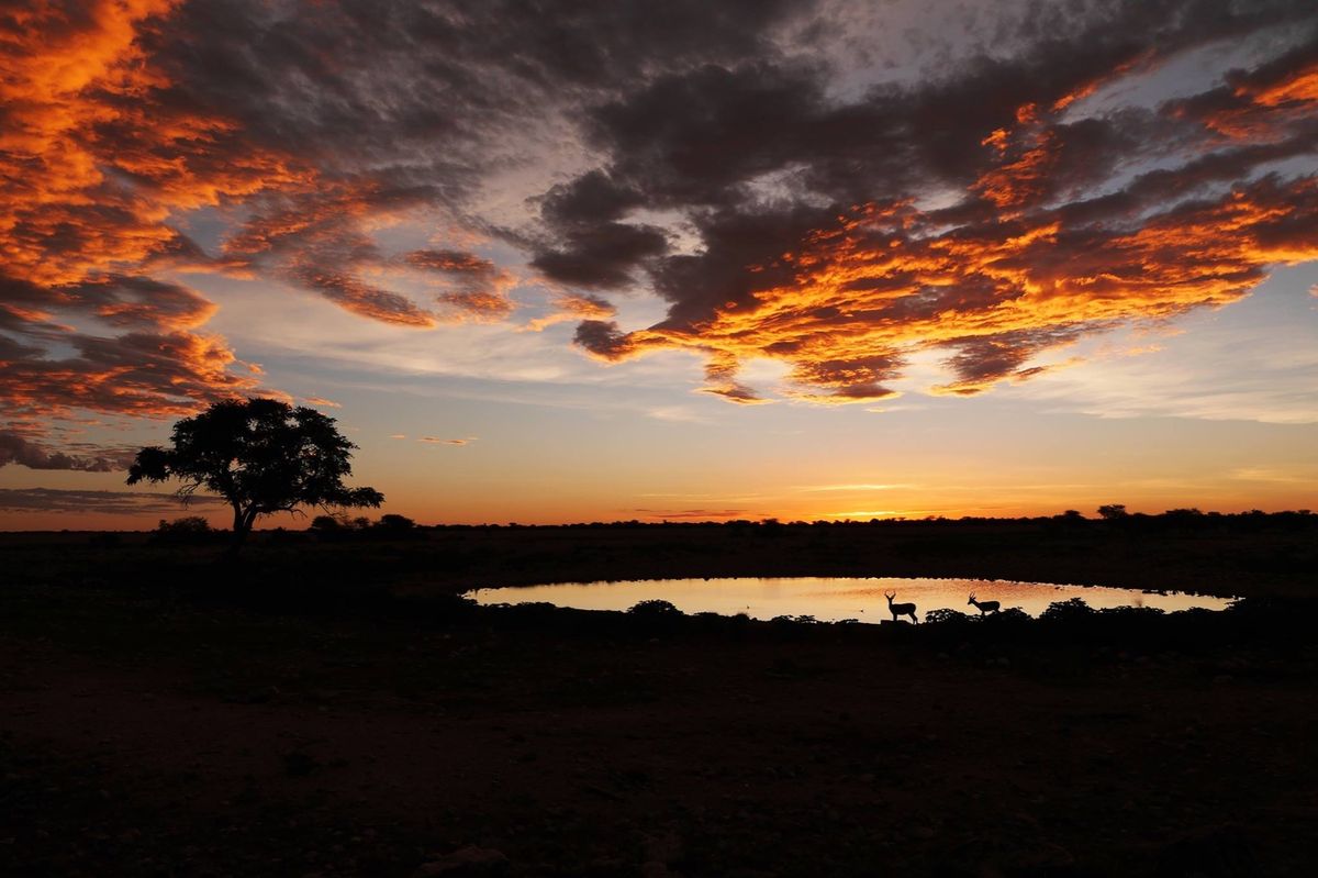 ナミビア北部のエトーシャー国立公園。
レンタカーを運転しながら野生動物を見...