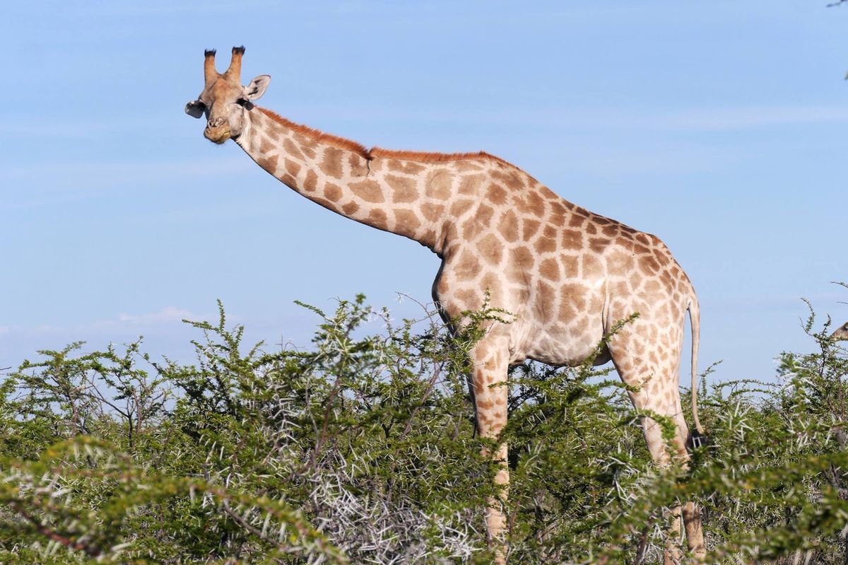 ナミビア北部のエトーシャー国立公園。
レンタカーを運転しながら野生動物を見...