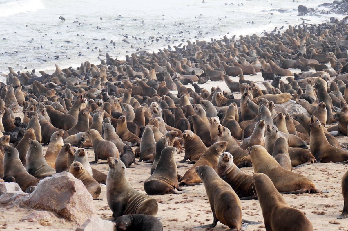 スワコップムンド近くには オットセイが大量に生息しています。圧巻です
