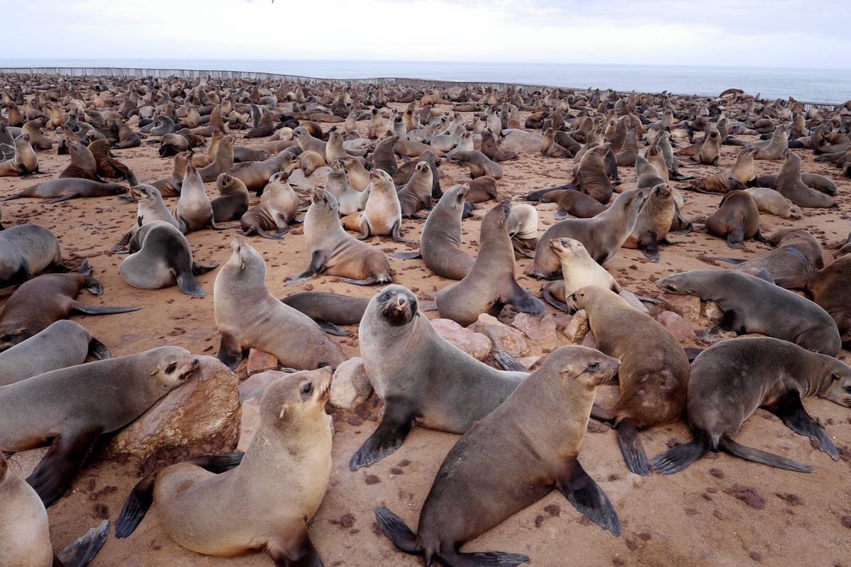 スワコップムンド近くには オットセイが大量に生息しています。圧巻です