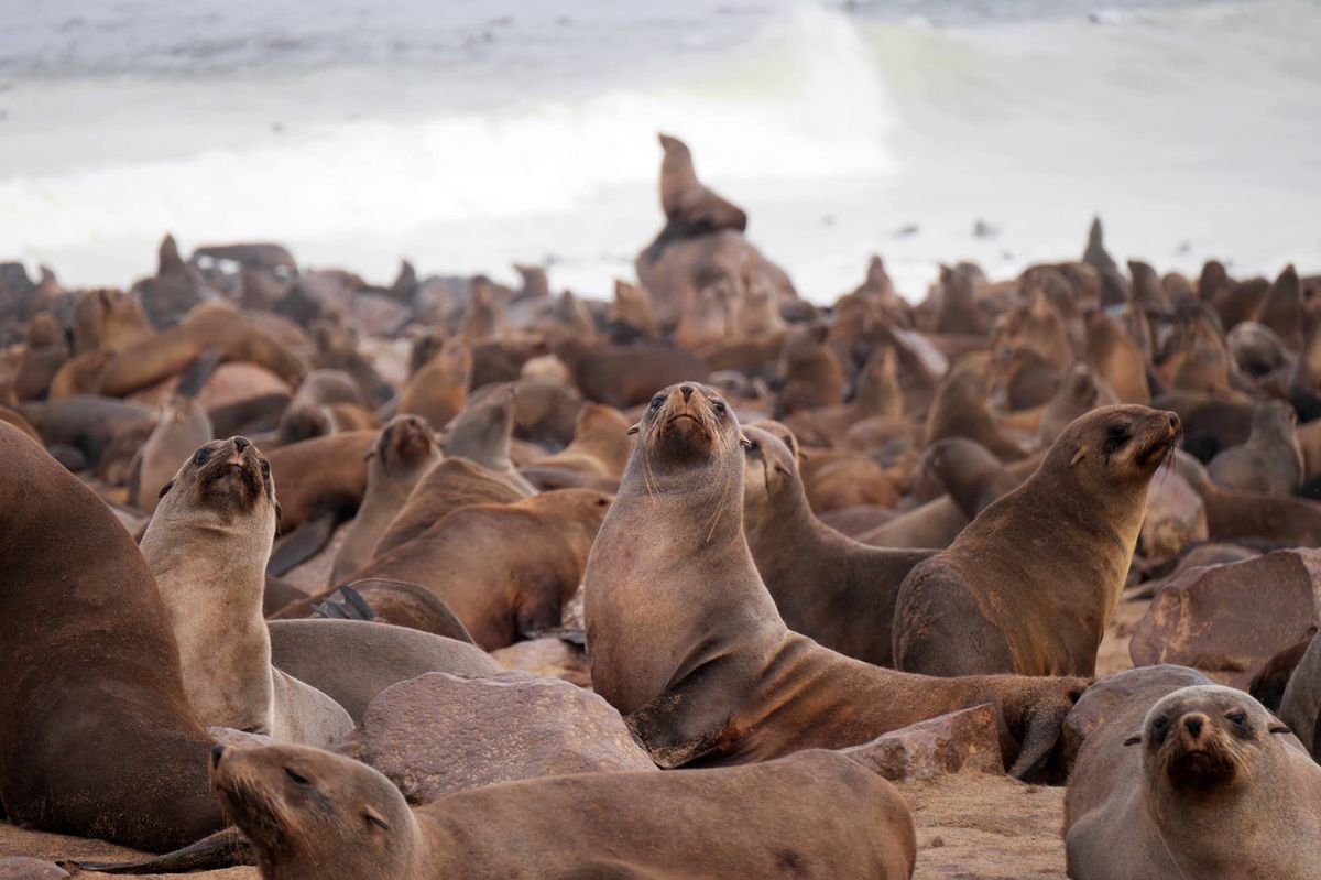 スワコップムンド近くには オットセイが大量に生息しています。圧巻です