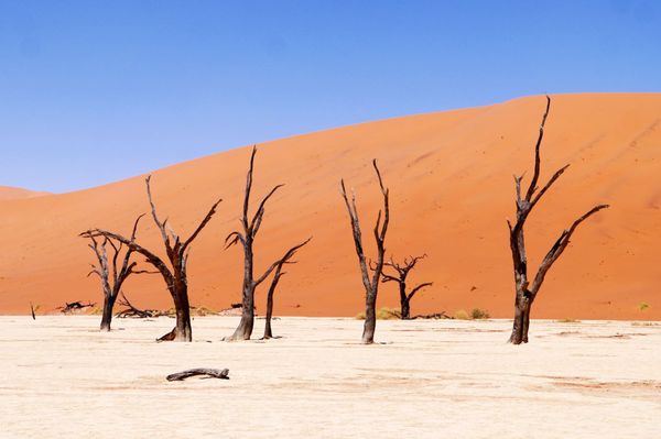 ナミビア・Windhoek「南部アフリカ旅(ナミビア)」の写真：ナミビアといえば砂漠です！
枯れ木が広が...
