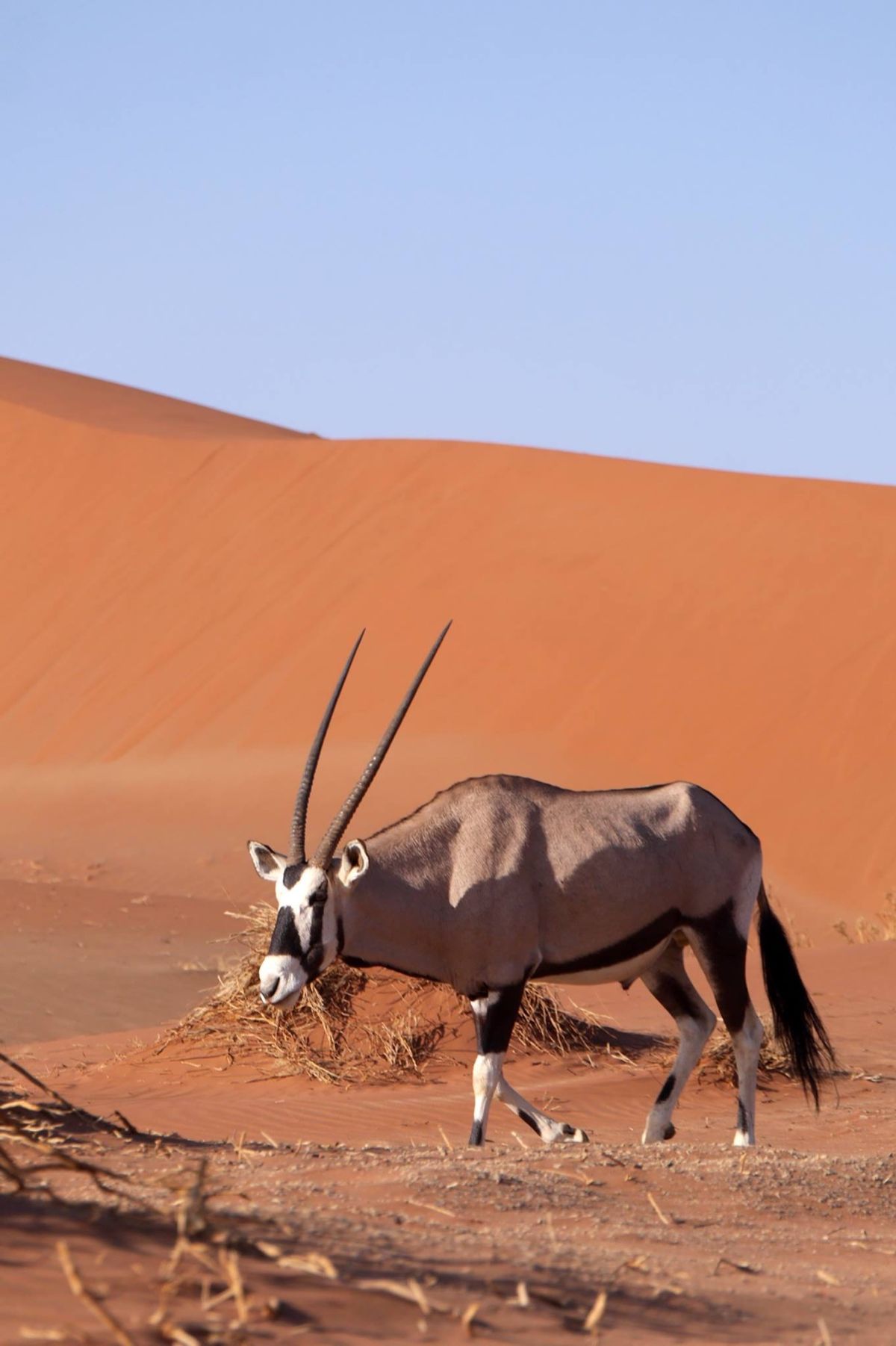 ナミビアといえば砂漠です！
枯れ木が広がるデッドフレイ、オリックスが砂漠を...