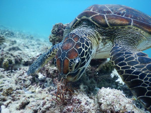 日本「宮古島」の写真