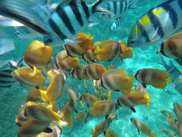 インドネシア「バリ島」の写真