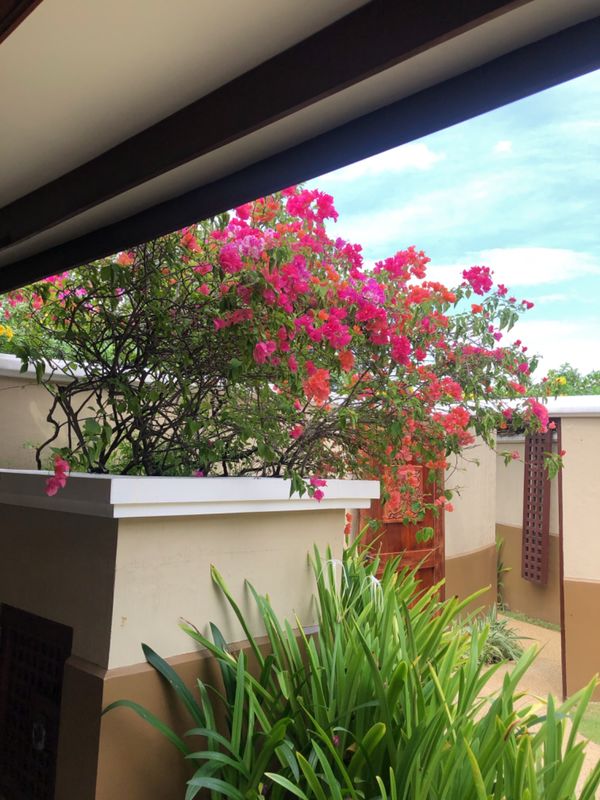 フィリピン・セブ「社員旅行　フィリピンセブ」の写真：初めてのフィリピン。
ホテル:シャングリ...