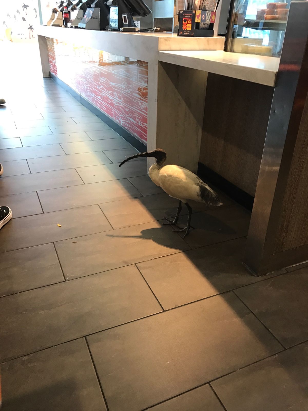 翌朝ホテル周辺散策。
シドニーオリンピックの名残りの場所みたい。
ホテ...