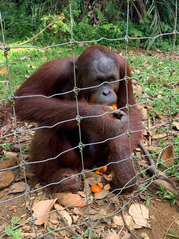 マレーシア・ブキッメラ・オランウータンサンクチュアリ・「オランウータンとマレーシア温泉旅」の写真:みんな愛くるしい♡