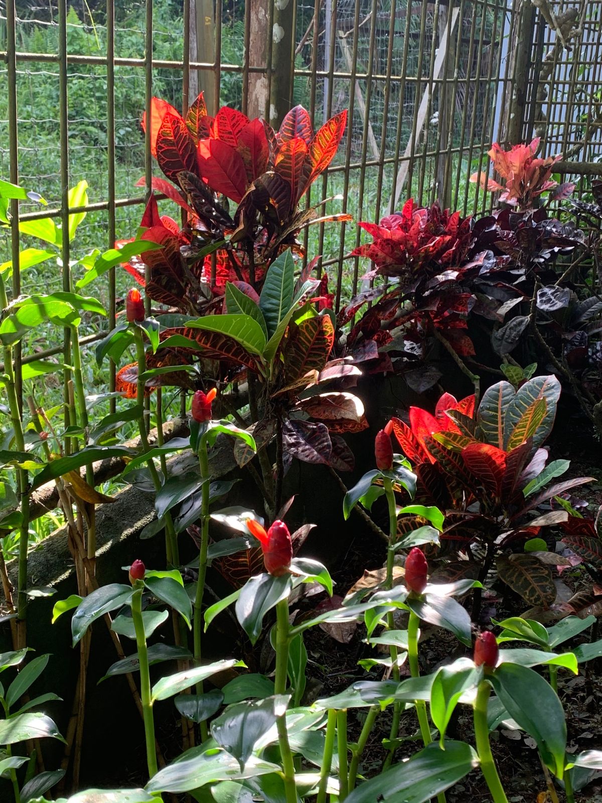 見たことのないこんな花も咲いていました！