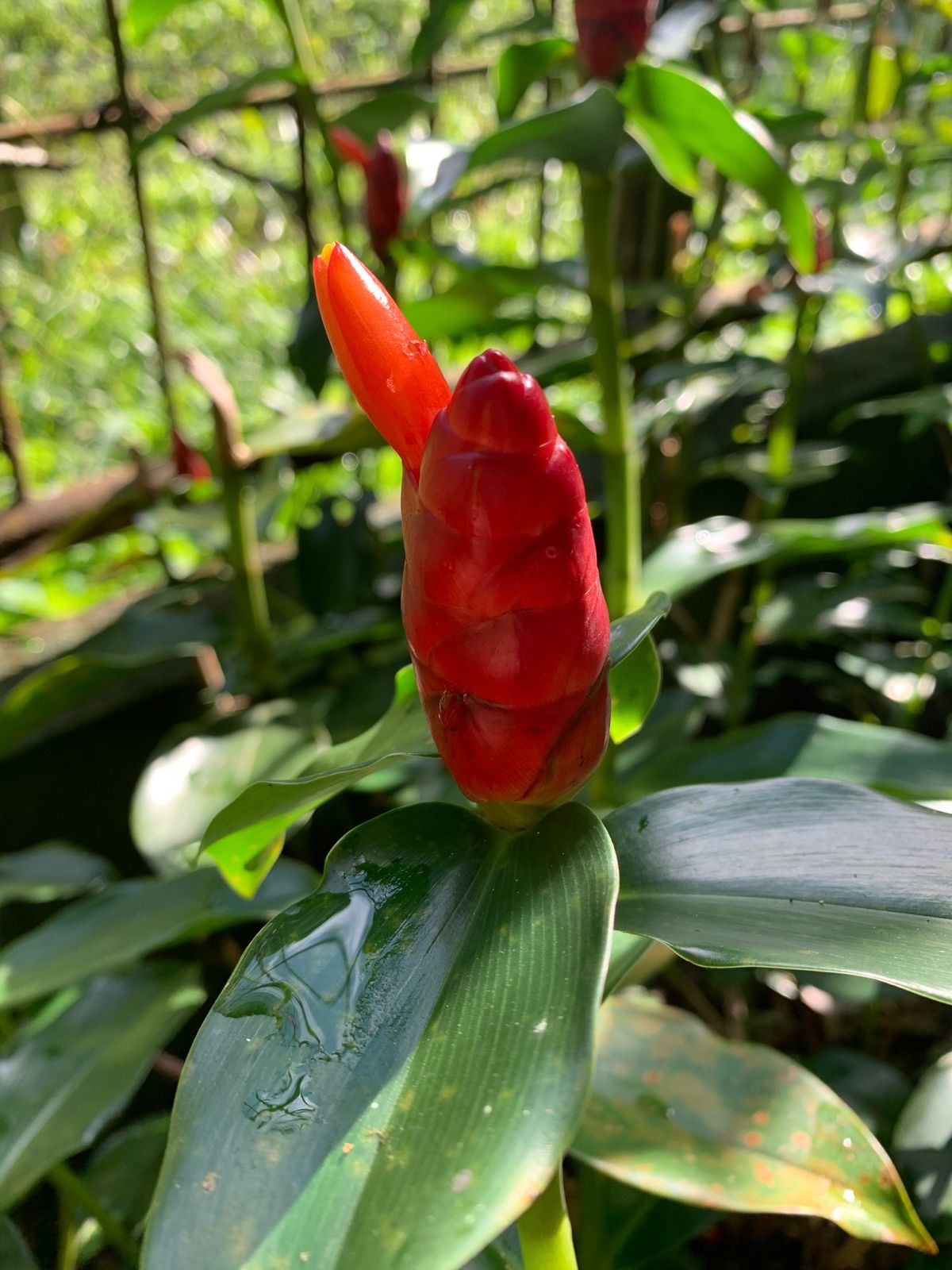 見たことのないこんな花も咲いていました！