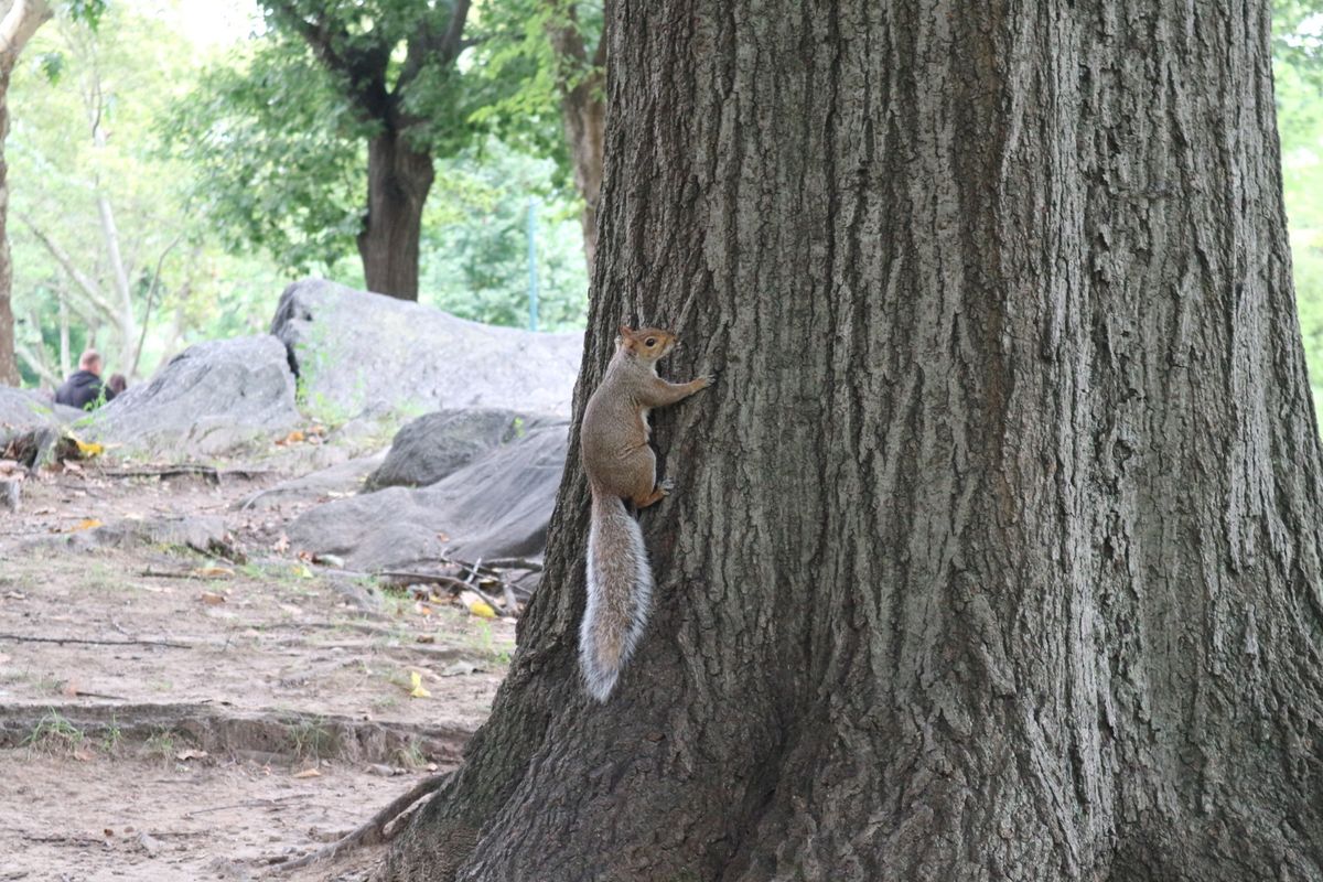 3日目は朝食にベーグル🥯を食べて、自転車🚲でセントラルパークをお散歩。
野...