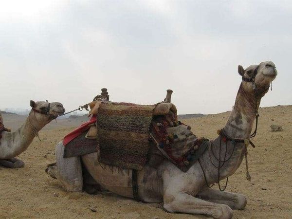 エジプト・ギザ「2010年 エジプト　エジプト人と過ごすサハラ砂漠とギザのピラミッド」の写真：ギザのラクダ