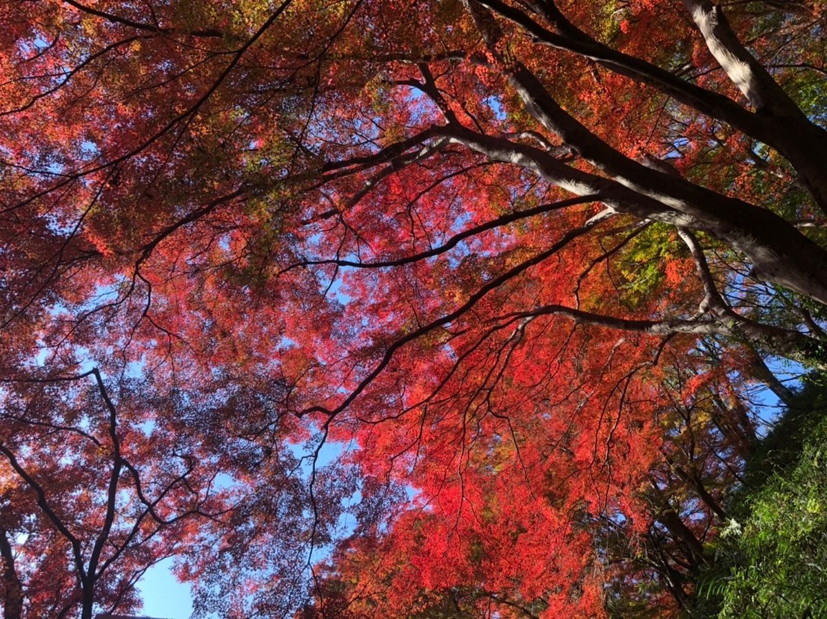 奈良の吉野山に紅葉ハイキング。真っ赤に色付いた紅葉はとても綺麗でした。
