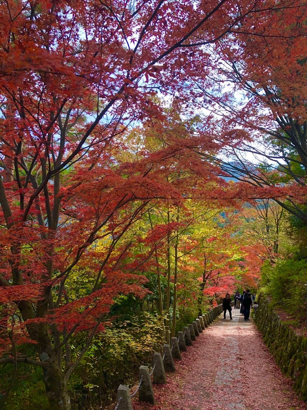 奈良の吉野山に紅葉ハイキング。真っ赤に色付いた紅葉はとても綺麗でした。