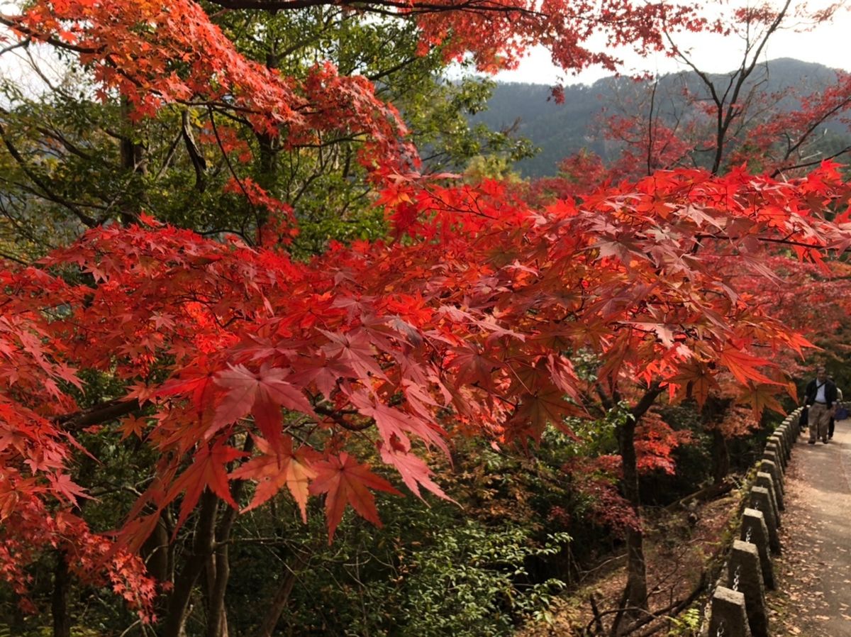 奈良の吉野山に紅葉ハイキング。真っ赤に色付いた紅葉はとても綺麗でした。