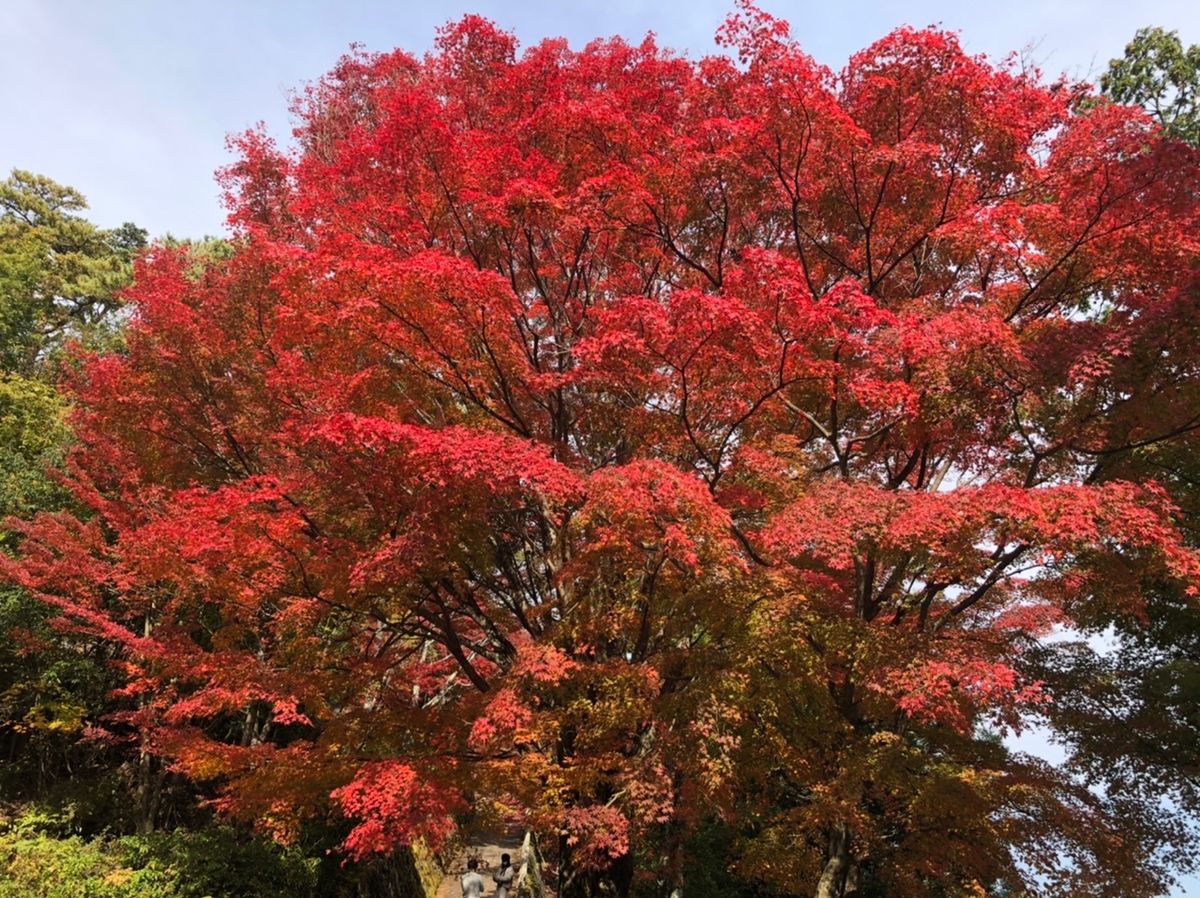 奈良の吉野山に紅葉ハイキング。真っ赤に色付いた紅葉はとても綺麗でした。