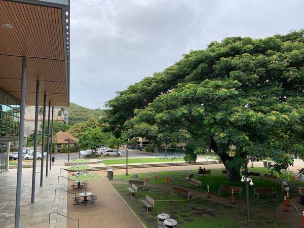 アメリカ(米国)・クアロアランチ「2019 ワイキキビーチ改修前❗️オアフ島家族旅行」の写真：この日、まずはハワイ大学にお邪魔しました...