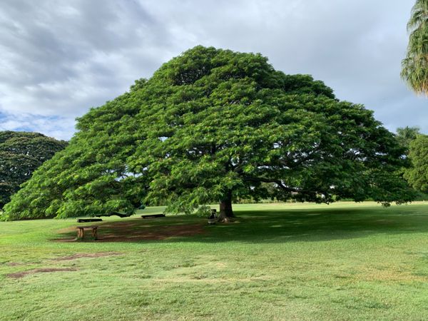 アメリカ(米国)「ハワイ」の写真