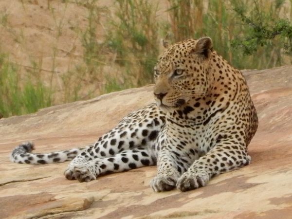 南アフリカ・Kruger National Park「Kruger National Park in South Africa」の写真：ヒョウ（レア）、チーター（レア）、キリン...